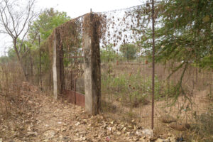 गरियाबंद छत्तीसगढ़ आदिवासी अलेक्जेंड्राइट