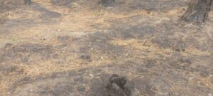 uttarakhand environmental crisis forest fire