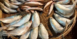 bangladesh democracy crisis bangla speaking politics majoritarianism hilsa fish