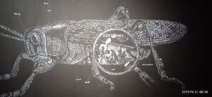 bengal durga puja gaza genocide famine behala friends kolkata Behala Friends