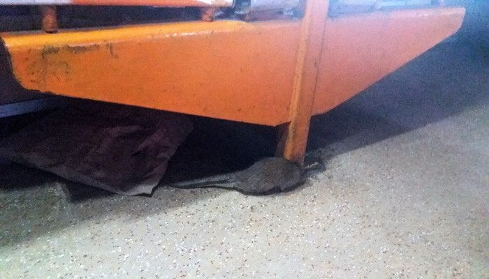 Railways, railway, rat