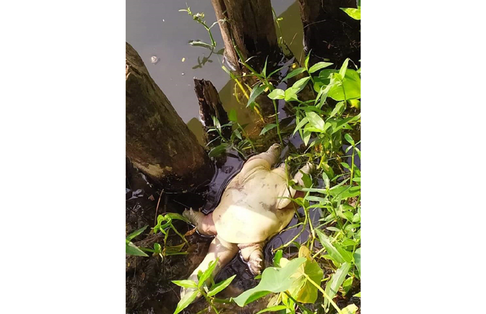 Kolkata green zone rabindra sarovar chhath puja pollution ecology environment