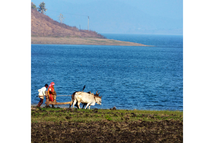 कृषि खेती में आधुनिकता का संकट किसानों जैविक खेती