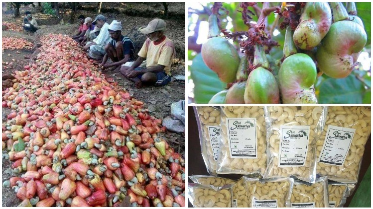 काजू उत्पादक किसान महाराष्ट्र आर्थिक