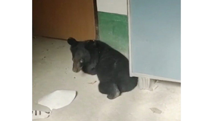 bear human man animal conflicts bengal