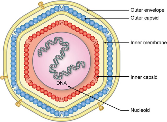 african swine fever virus pigs kerala disease