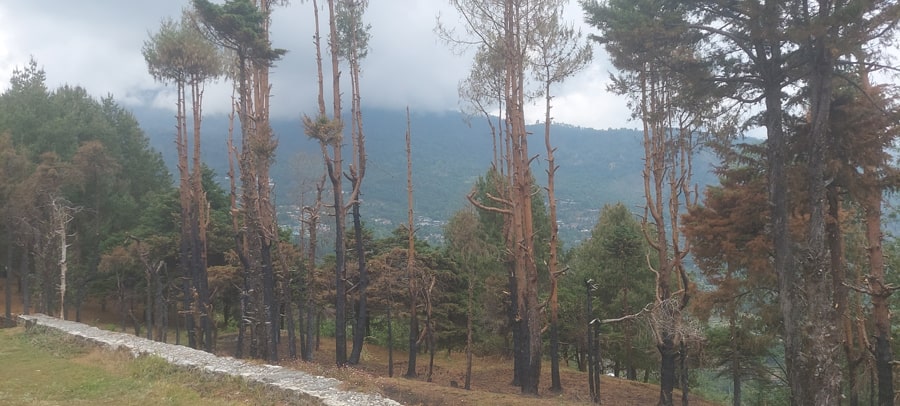 uttarakhand and environmental crisis forest fire