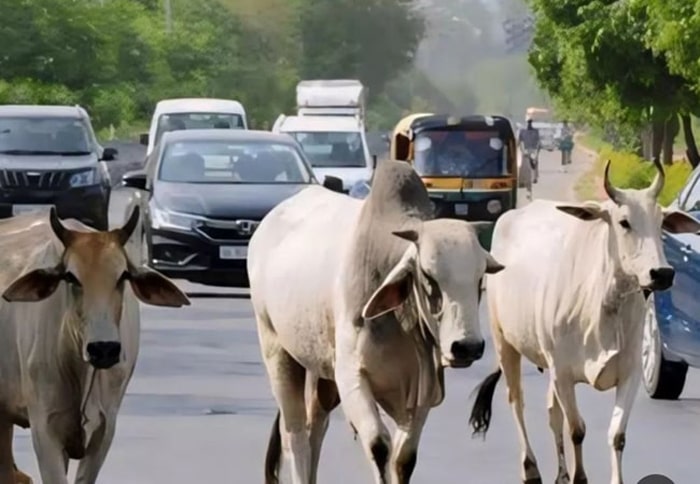madhya pradesh cow protection mp bovine year